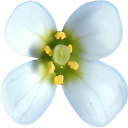1001genomes.org logo