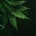 420digitalgroup.com logo