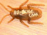 4b-bugs.com logo
