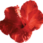 abcolby.com logo