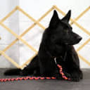 academyofdogtraining.com logo