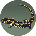 aesnational.co.uk logo