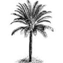 africacycads.com logo