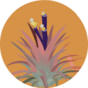 airplantsworld.com logo