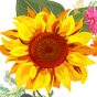 alabasterfloristandgifts.com logo