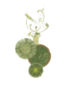 alanpottsgardendesign.co.uk logo