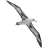albatros-glowe.de logo