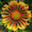 algorithmicbotany.org logo