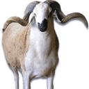 alhawli.com logo