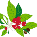 alohakonacoffee.com logo