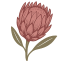 alwaysfreshflowers.co.za logo