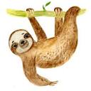 amazoniavanilla.com logo