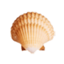 ameliaislandrentals.com logo