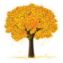 amishtonics.com logo