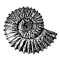ammond.store logo