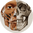 anatomyfortheartist.com logo