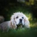 angeldogphotography.com logo