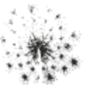 annielordartisteflorale.com logo