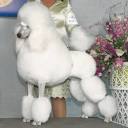 apparitionpoodles.com logo