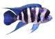 aquariumbouwer.nl logo
