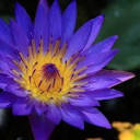 aquaterrayoga.com logo