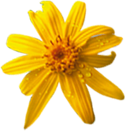 arnicreme.it logo