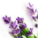 aromaticasorduna.com logo