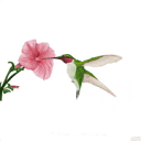 artscapesbysherry.ca logo