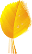 aspencopies.com logo