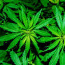 assistcannabisaccounting.com logo