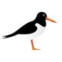 attentionhereandnow.com logo