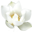 au-coin-fleuri.com logo