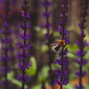 austinsgardens.com logo