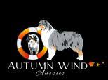 autumnwindaussies.com logo