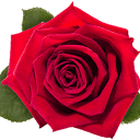 blumenversand.center logo