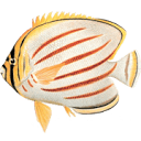 thatquiz.org logo