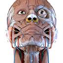visualanatomy3d.app logo
